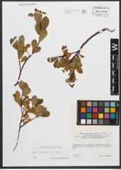 Foto von Salix waldsteiniana Willd.